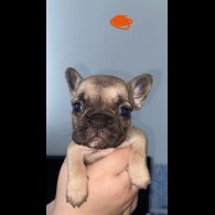 French Bulldog - Bitches