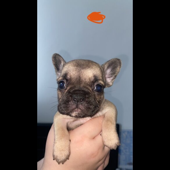 French Bulldog - Bitches