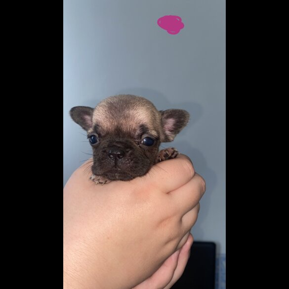 French Bulldog - Bitches
