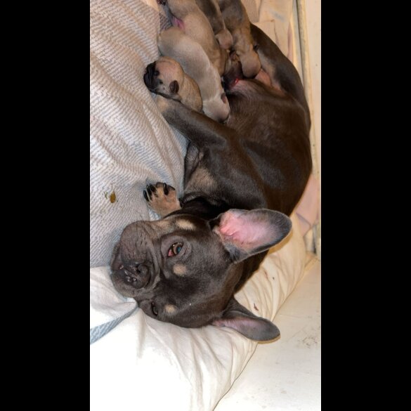 French Bulldog - Bitches