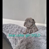 French Bulldog - Both
