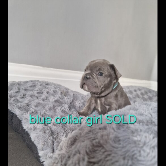 French Bulldog - Both