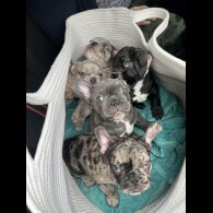 French Bulldog - Both