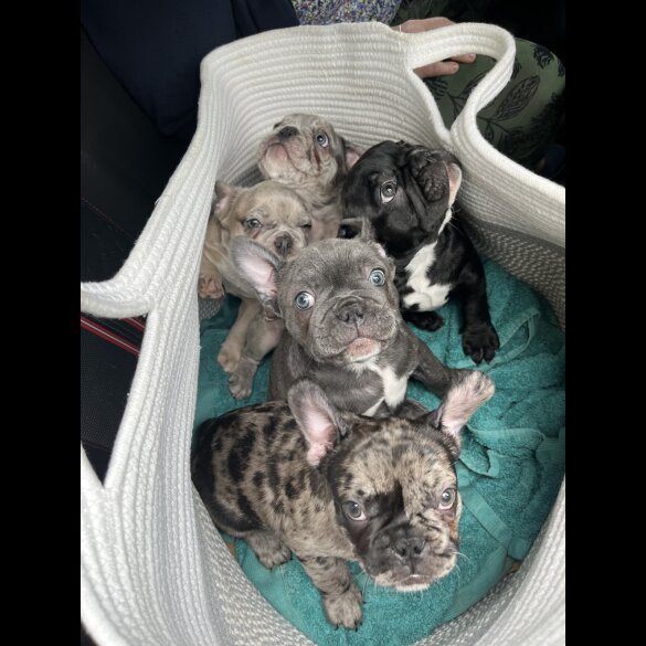 French Bulldog - Both