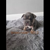 French Bulldog - Both