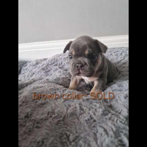 French Bulldog - Both