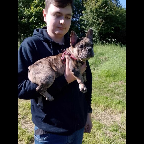 French Bulldog - Dogs