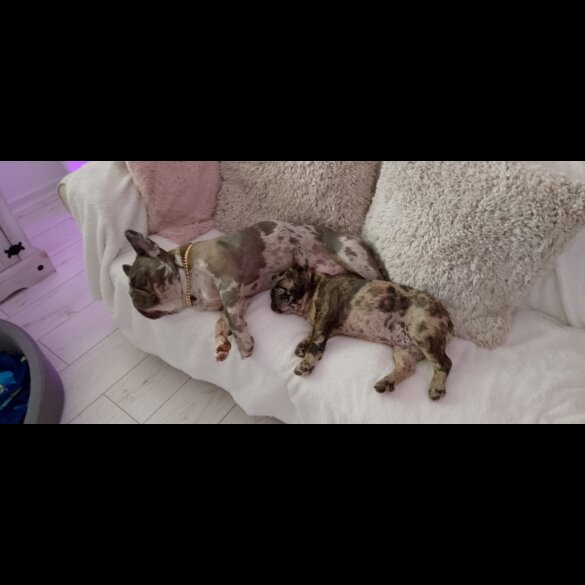 French Bulldog - Dogs