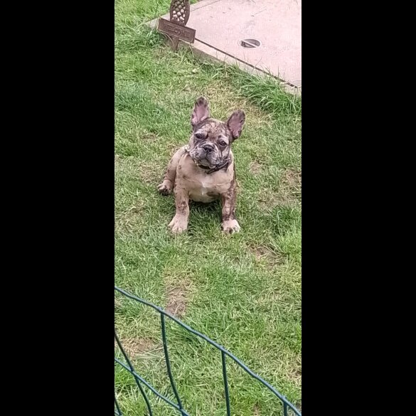 French Bulldog - Dogs