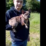 French Bulldog - Dogs