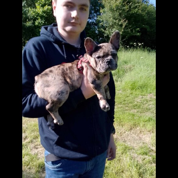 French Bulldog - Dogs