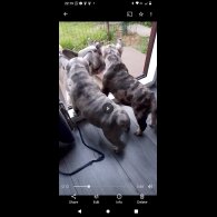 French Bulldog - Dogs