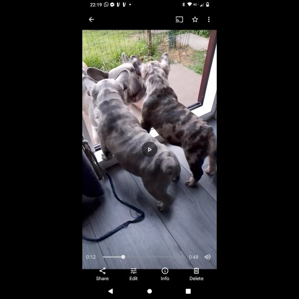 French Bulldog - Dogs