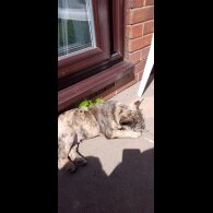 French Bulldog - Dogs