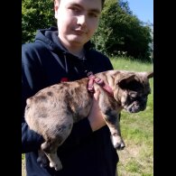French Bulldog - Dogs