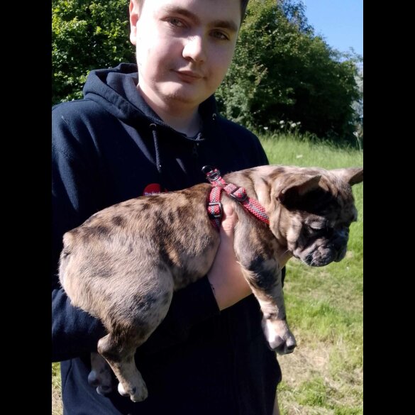 French Bulldog - Dogs