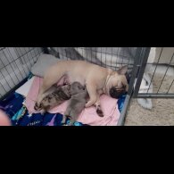 French Bulldog - Dogs