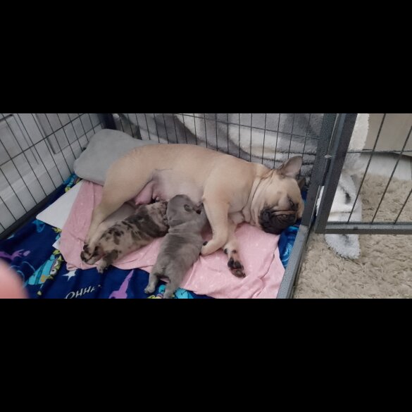 French Bulldog - Dogs