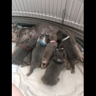 French Bulldog - Dogs