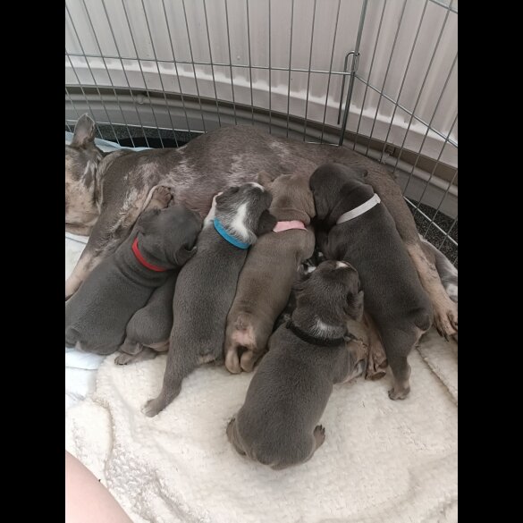 French Bulldog - Dogs