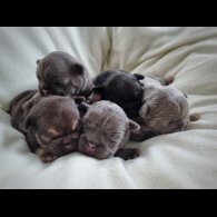 French Bulldog - Both
