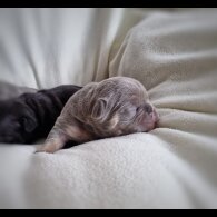 French Bulldog - Both