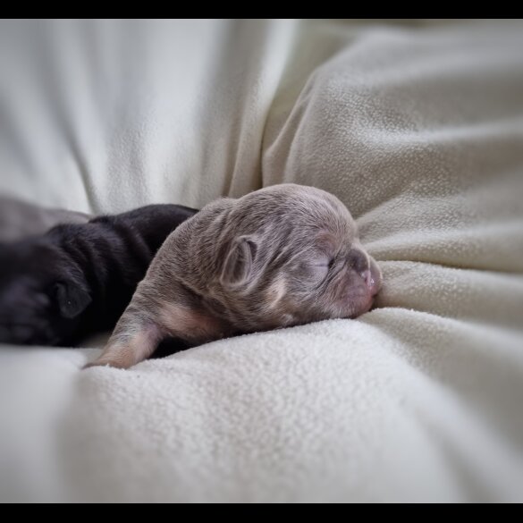 French Bulldog - Both