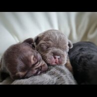 French Bulldog - Both