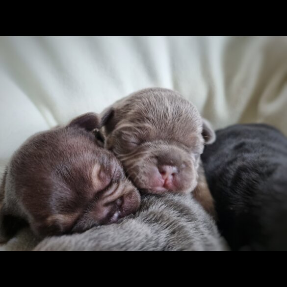 French Bulldog - Both