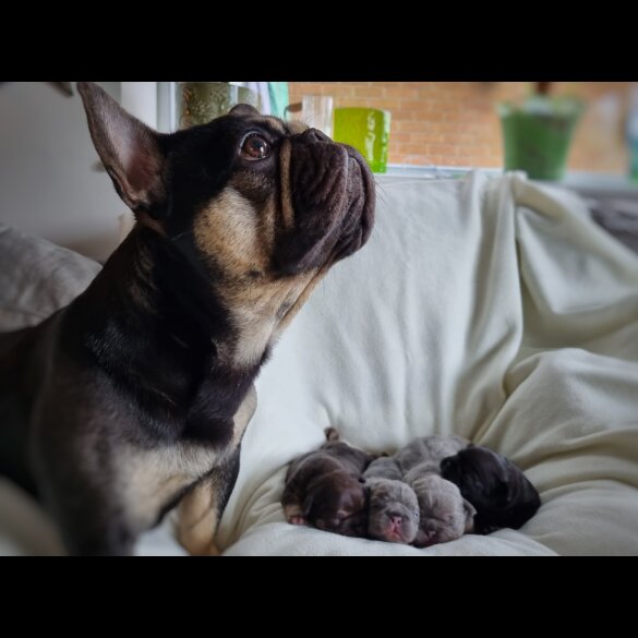 French Bulldog - Both