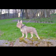 French Bulldog - Both