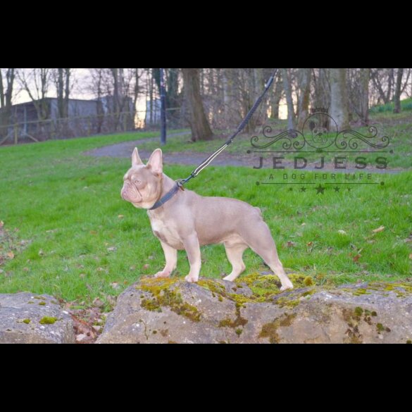 French Bulldog - Both
