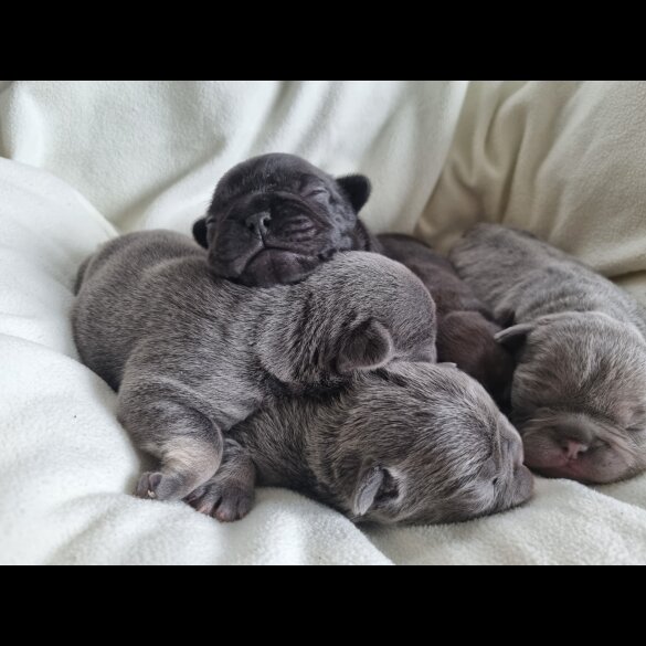 French Bulldog - Both