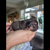 French Bulldog - Both