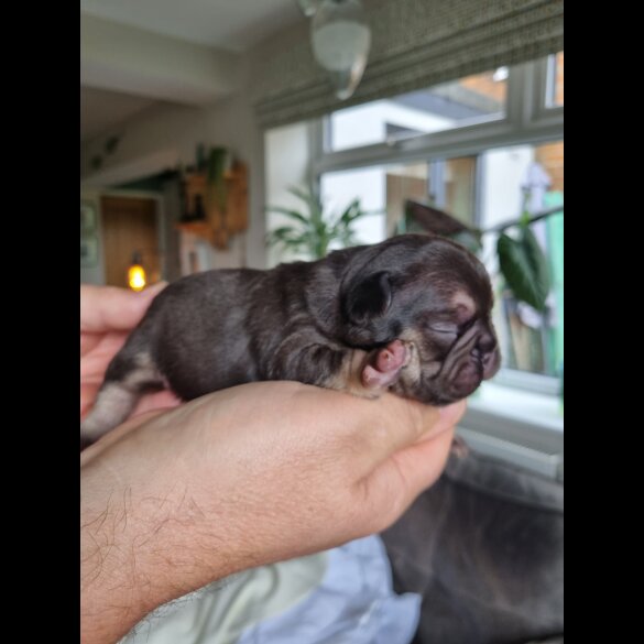 French Bulldog - Both