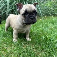 French Bulldog - Dogs