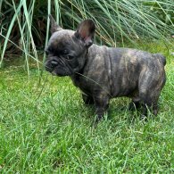 French Bulldog - Dogs