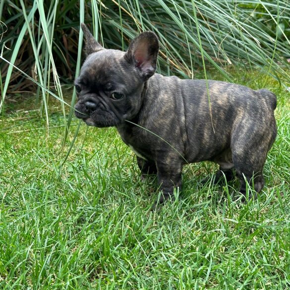 French Bulldog - Dogs