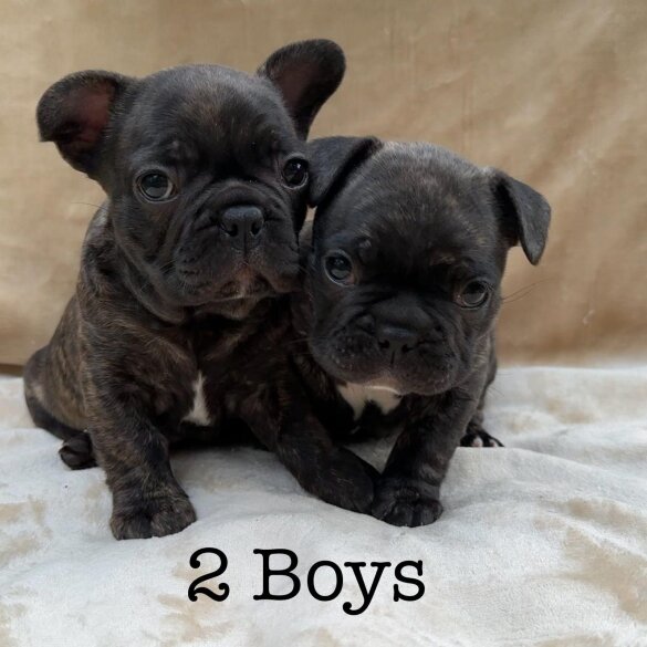 French Bulldog - Dogs