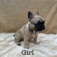 French Bulldog - Dogs