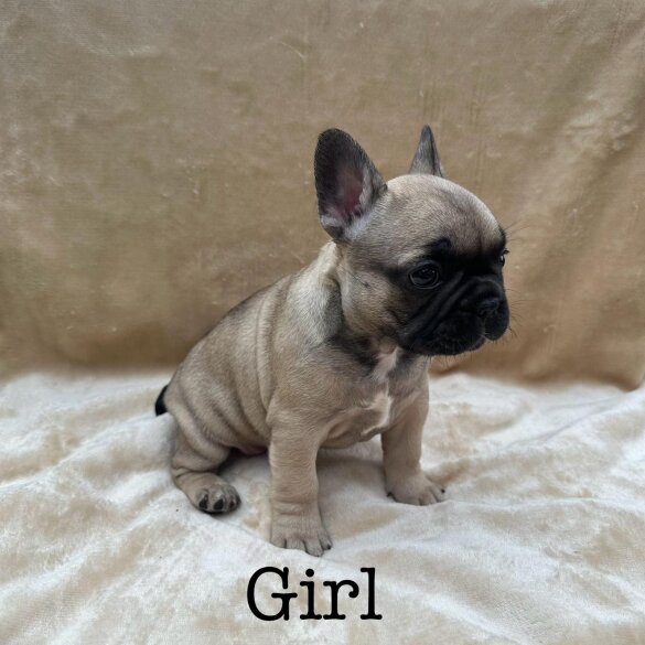 French Bulldog - Dogs