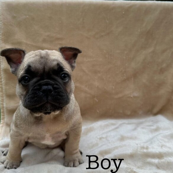 French Bulldog - Dogs