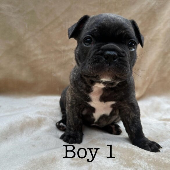 French Bulldog - Dogs