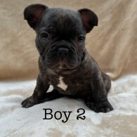 French Bulldog - Dogs