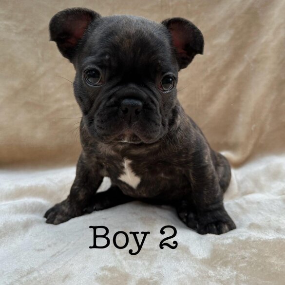 French Bulldog - Dogs