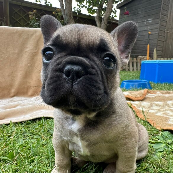 French Bulldog - Dogs