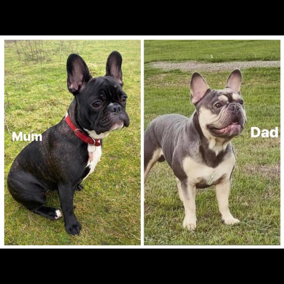 French Bulldog - Dogs