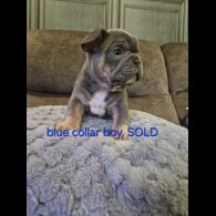French Bulldog - Both