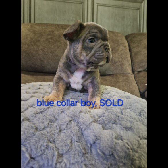 French Bulldog - Both
