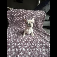 French Bulldog - Both